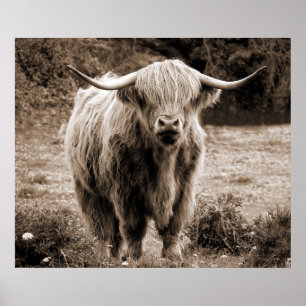 Poster Highland Cow Scotland Russe Monotone Brown