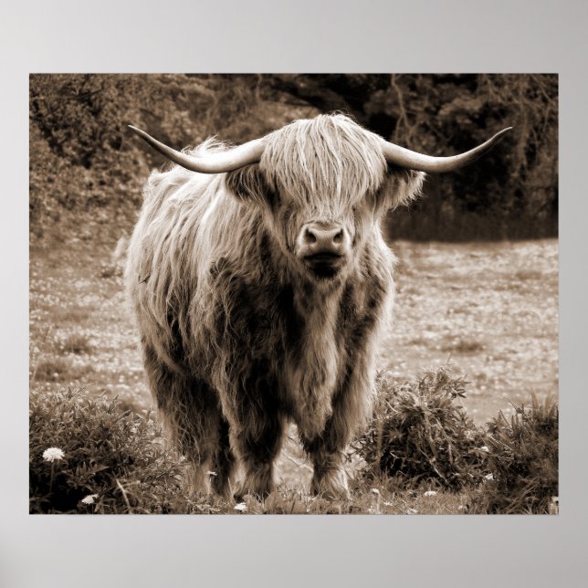 Poster Highland Cow Scotland Russe Monotone Brown (Devant)