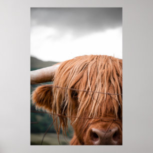 POSTER HIGHLAND KING