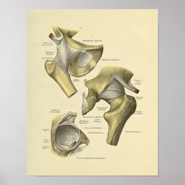 Poster Hip Pelvis Joint Anatomie Bones Imprimer (Devant)