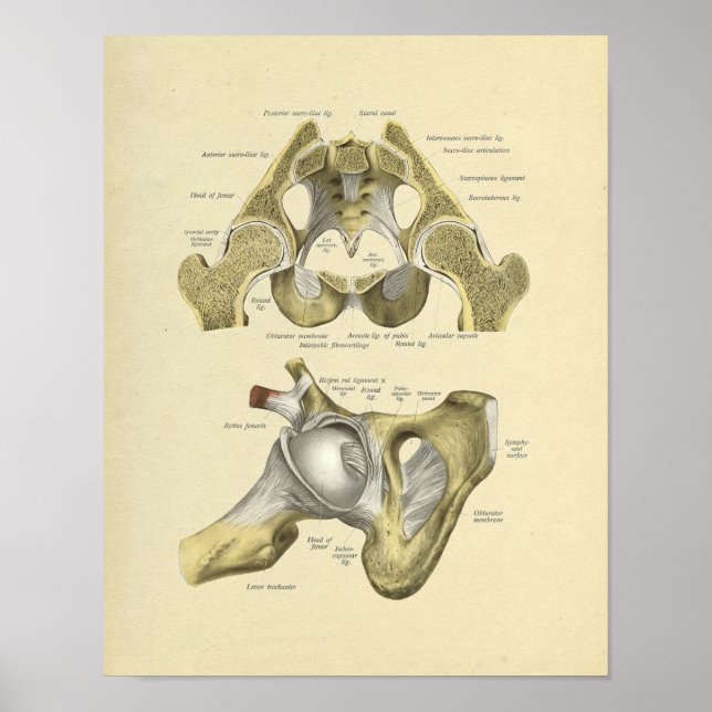 Poster Hip Pelvis Joint Anatomie Bones Imprimer (Devant)