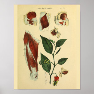 Poster Hip Thigh Muscles genou Anatomie Art Imprimer