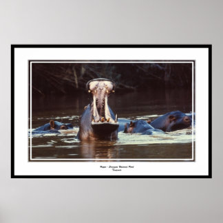 Poster Hippo - Serentgeti