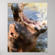 Hippo Splash