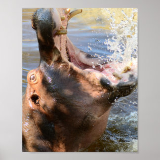 Poster Hippo Splash