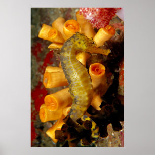 Poster Hippocampe de Thaïlande, gros plan