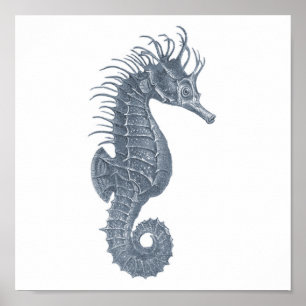 Poster Hippocampe gris de l'impression #5 du groupe 12A