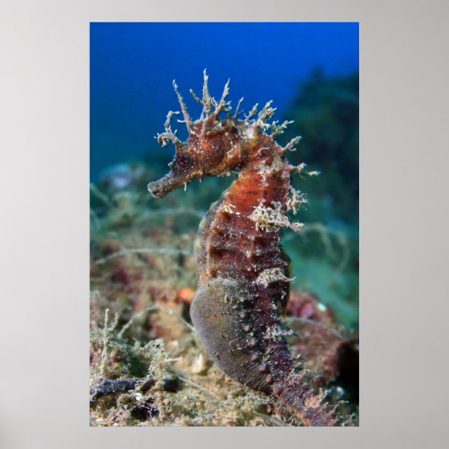 Poster Hippocampe | Hippocampus Ramulosus (Devant)