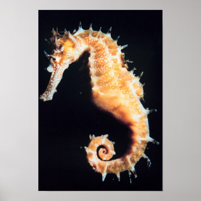 Poster Hippocampe - Hippocampus sp. (Devant)