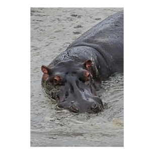 Poster Hippoposterus