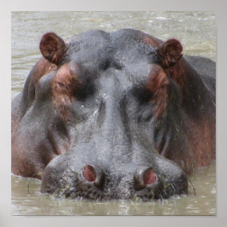 Poster Hippopotame