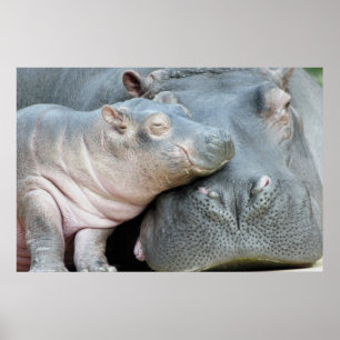 Poster Hippopotame