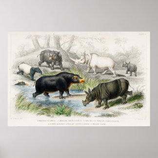 Poster Hippopotame, Rhinoceros indiens, Muchoco...