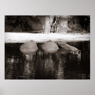 Poster Hippopotames reposant dans l'eau Faune noire et bl