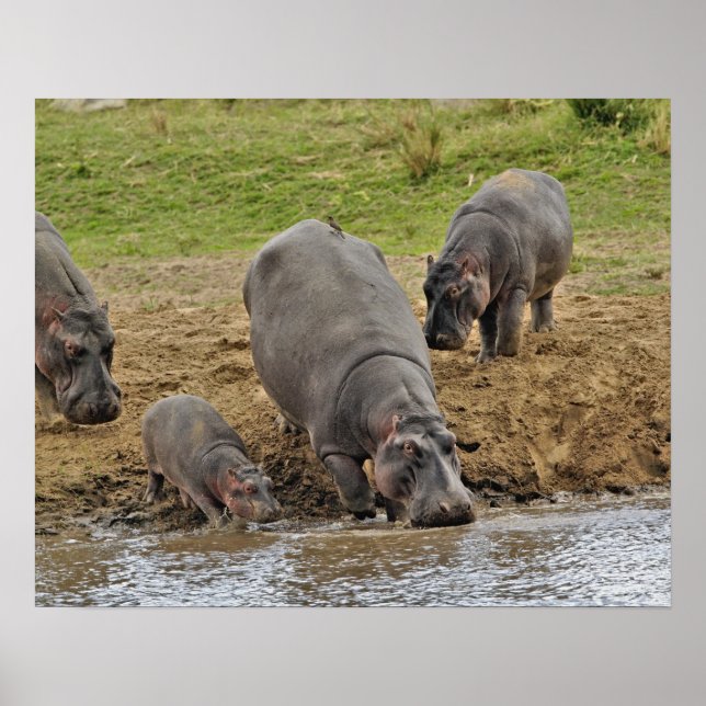 Poster Hippopotamus, Hippopotamus amphibius, Serengeti (Devant)