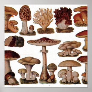 Poster hipster imprimé botanique français champignons vin