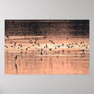 Poster Hirondelle au coucher du soleil