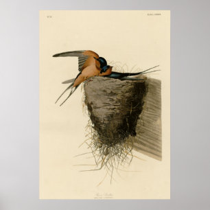 Poster Hirondelle de grange