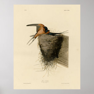 Poster Hirondelle de grange des oiseaux d'Amérique d'Audu
