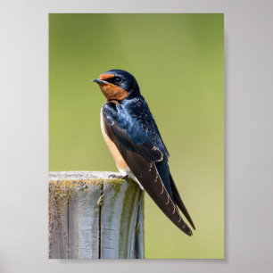 Poster Hirondelle de grange rustique sur poteau de clôtur