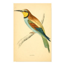 Histoire des oiseaux britanniques 1863 BEE-EATER