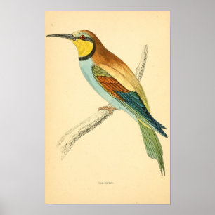 Poster Histoire des oiseaux britanniques 1863 BEE-EATER