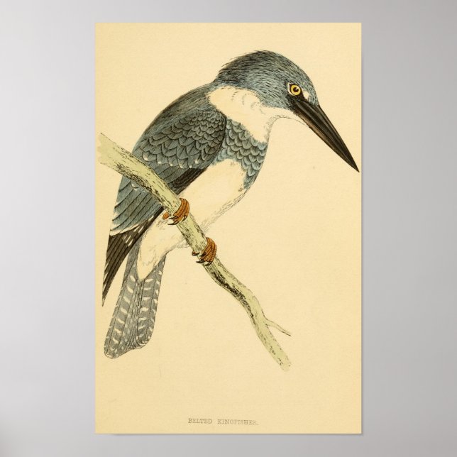 Poster Histoire des oiseaux britanniques 1863 BELTED-KING (Devant)