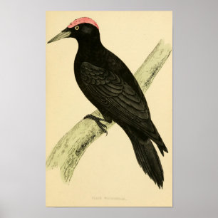 Poster Histoire des oiseaux britanniques 1863 BLACK WOODP