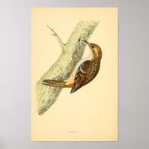 Poster Histoire des oiseaux britanniques 1863 CREEPER