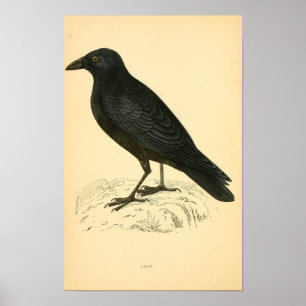 Poster Histoire des oiseaux britanniques 1863 CROW