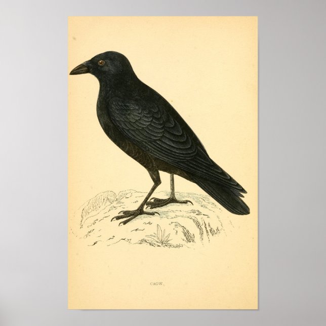 Poster Histoire des oiseaux britanniques 1863 CROW (Devant)