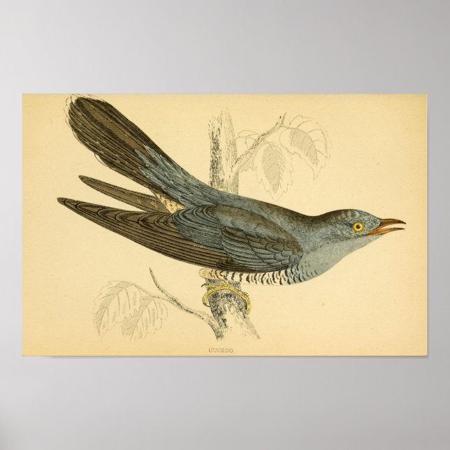 Poster Histoire des oiseaux britanniques 1863 CUCKOO (Devant)