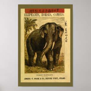 Poster Histoire naturelle des éléphants indiens vintages 