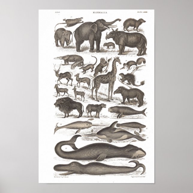 Poster Histoire naturelle vintage Mammifères (Devant)