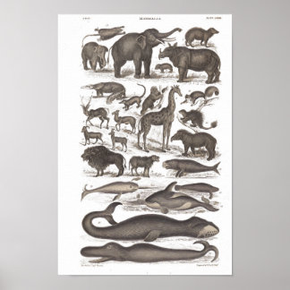 Poster Histoire naturelle vintage Mammifères