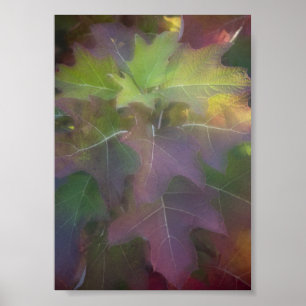 Poster Hiver Coloré Feuilles de chêne Hydrangea