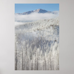 Poster Hiver dans la forêt nationale de Pike