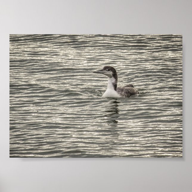 Poster Hiver Loon Conesus Lake Birds Grey Archivage (Devant)