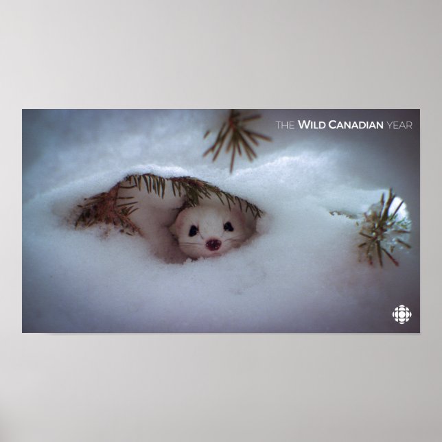 Poster Hiver - Weasel à queue courte (Devant)