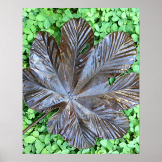 Poster Hoja de Yagrumo seca sobre grame verde