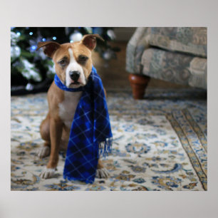 Poster Holiday Cheer from Pit Bull Rescue Dog