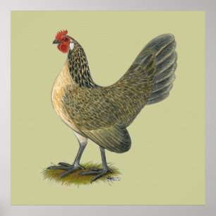 Poster Hollandais Bantam : Caille Bleue Hen