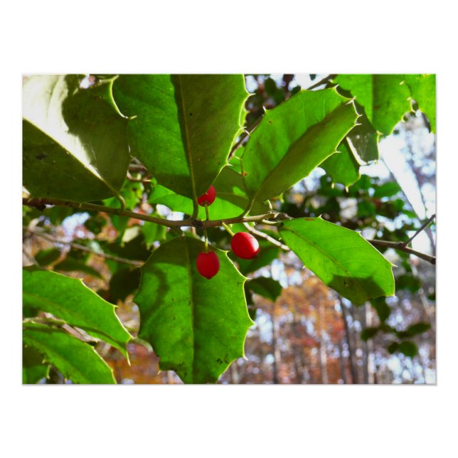 Poster Holly Feuilles II Vacances Nature Botanique (Devant)