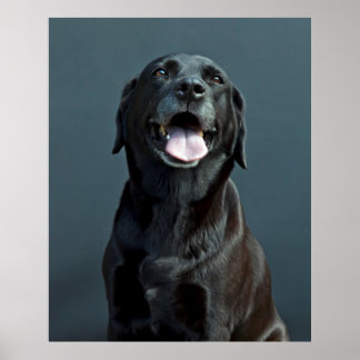 Poster Holly le Labrador noir
