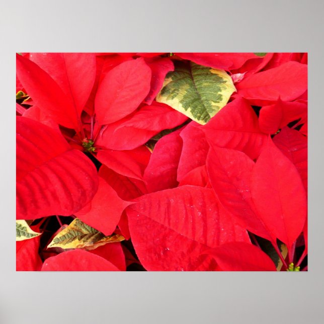Poster Holly Point Poinsettias vacances Floral (Devant)
