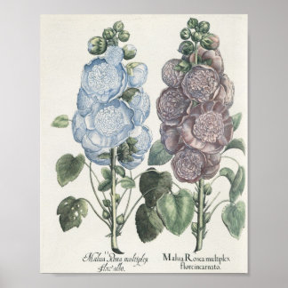 Poster Hollyhocks