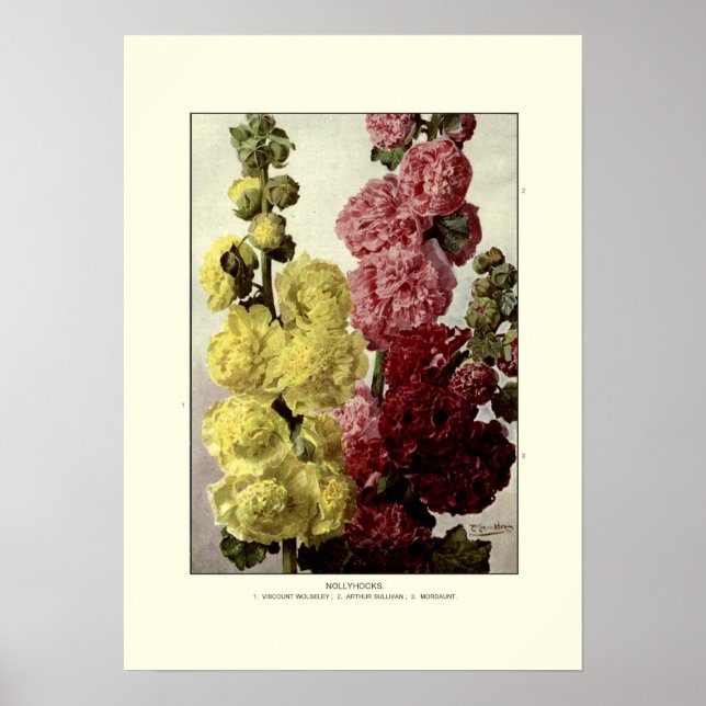 Poster Hollyhocks (Devant)