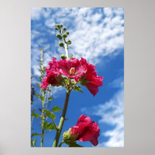 Poster Hollyhocks fleur, Alcea Rosea