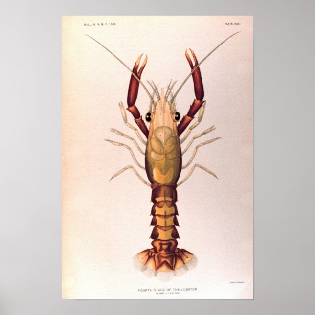 Poster Homard à la quatrième étape (Devant)