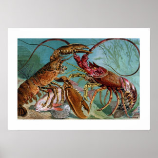 Poster Homard et Langoustine